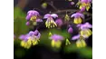 Gardeners' World