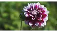 Gardeners' World