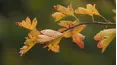 Gardeners' World