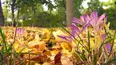 Gardeners' World