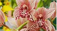 Gardeners' World