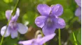 Gardeners' World