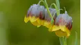 Gardeners' World