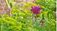 Gardeners' World