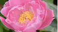 Gardeners' World