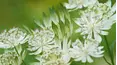 Gardeners' World