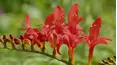Gardeners' World