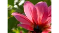 Gardeners' World