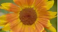 Gardeners' World