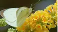 Gardeners' World