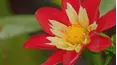 Gardeners' World