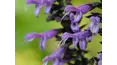 Gardeners' World