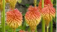 Gardeners' World