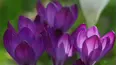 Gardeners' World
