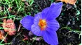 Gardeners' World