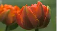 Gardeners' World