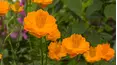 Gardeners' World