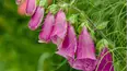 Gardeners' World
