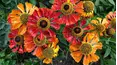 Gardeners' World