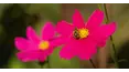 Gardeners' World