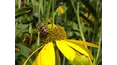 Gardeners' World