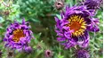 Gardeners' World