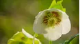Gardeners' World