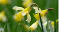 Gardeners' World