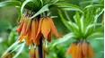 Gardeners' World