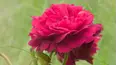 Gardeners' World