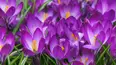 Gardeners' World