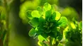 Gardeners' World