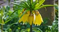 Gardeners' World