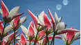 Gardeners' World