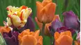 Gardeners' World