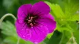 Gardeners' World