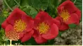 Gardeners' World