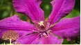 Gardeners' World