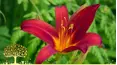Gardeners' World