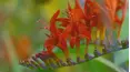 Gardeners' World
