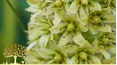 Gardeners' World