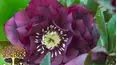 Gardeners' World