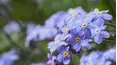 Gardeners' World