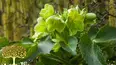Gardeners' World