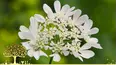 Gardeners' World