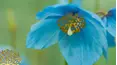 Gardeners' World