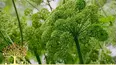 Gardeners' World