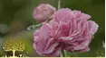 Gardeners' World