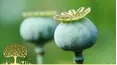 Gardeners' World