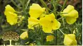 Gardeners' World